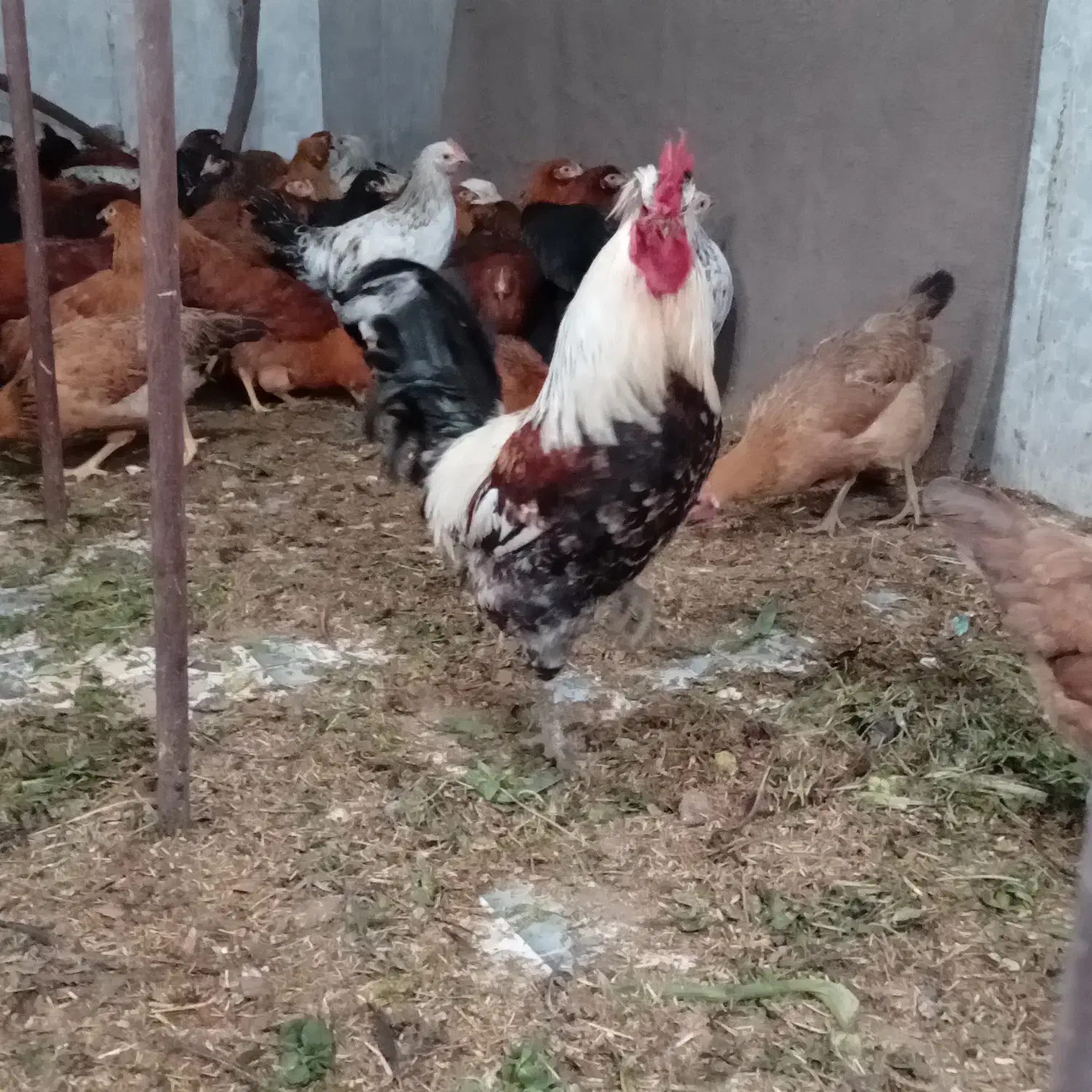 فروش خروس|حیوانات مزرعه|سرپل ذهاب, |دیوار