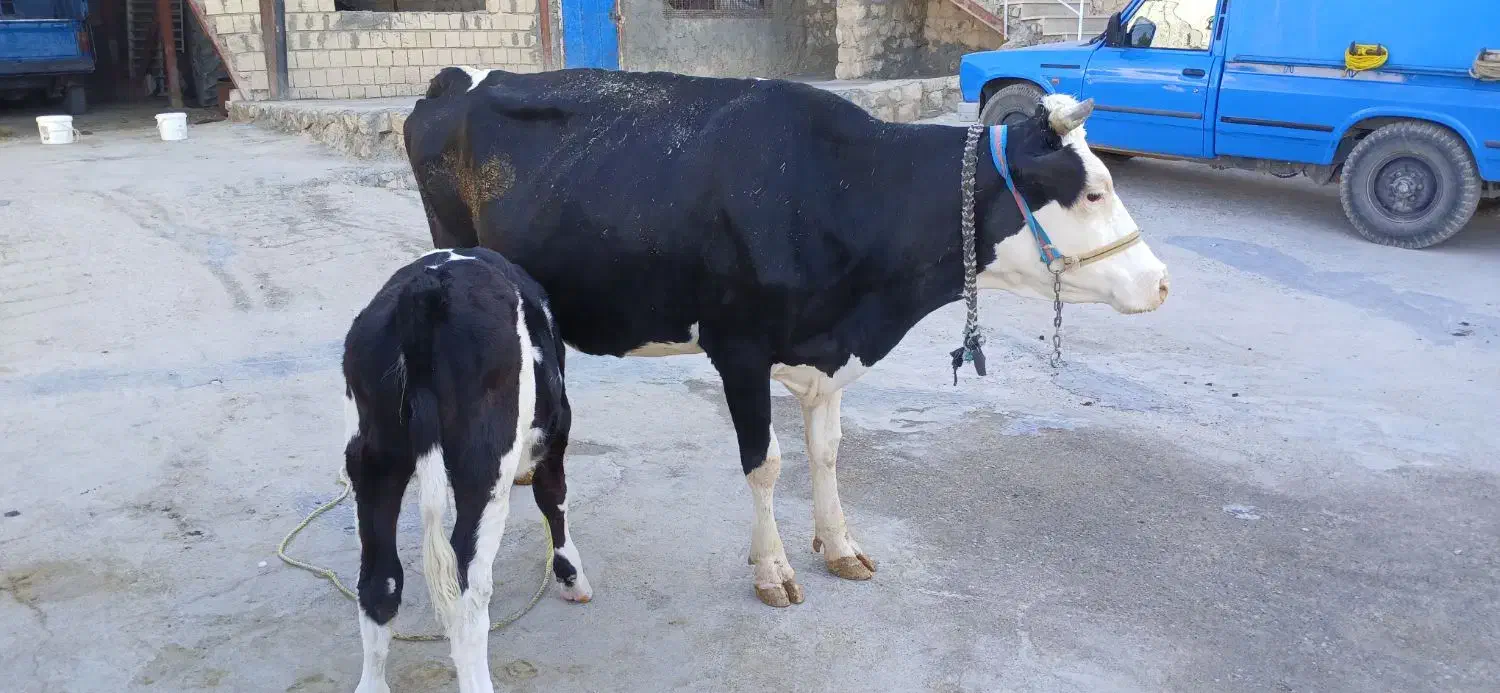 گاو گوساله|حیوانات مزرعه|کوهنانی, |دیوار