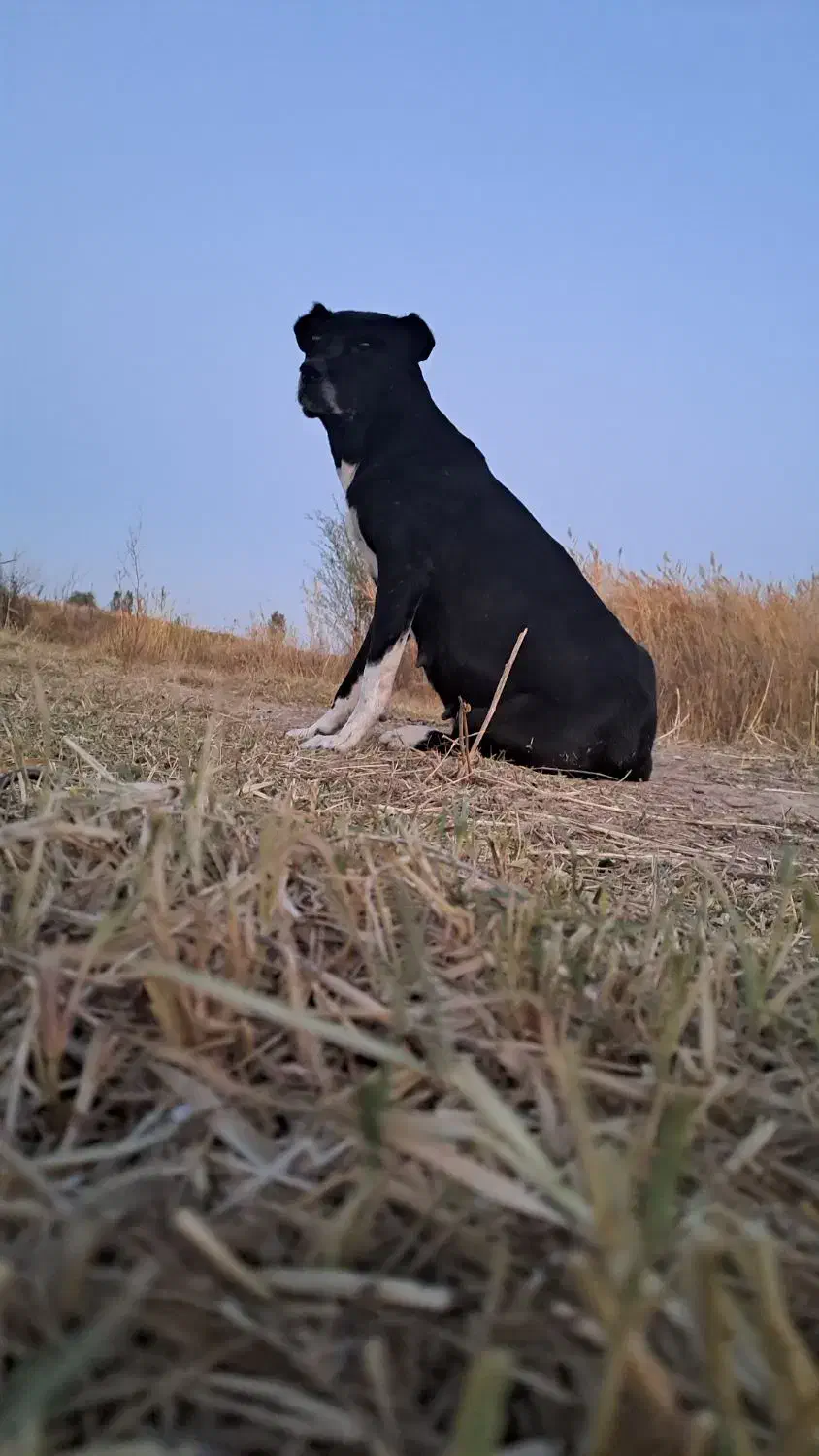 سگ گله تزمینی ماده|سگ|اهر, |دیوار