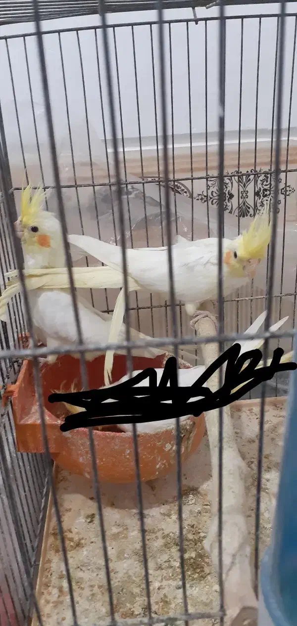 عروس هلندی|پرنده|رباط‌کریم, نصیرشهر|دیوار