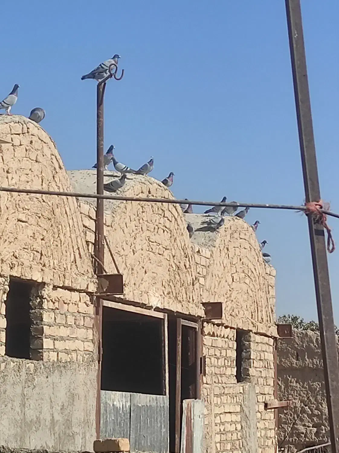 فروش کبوتر مسافتی|پرنده|ساوه, |دیوار