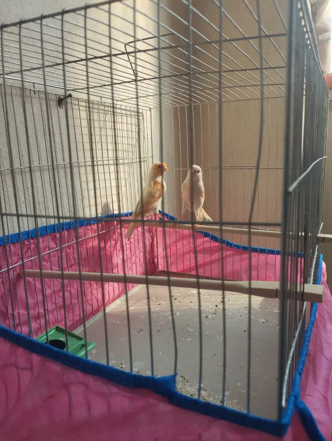 قناری موزاییکی|پرنده|فولادشهر, مسکن مهر فولادشهر|دیوار