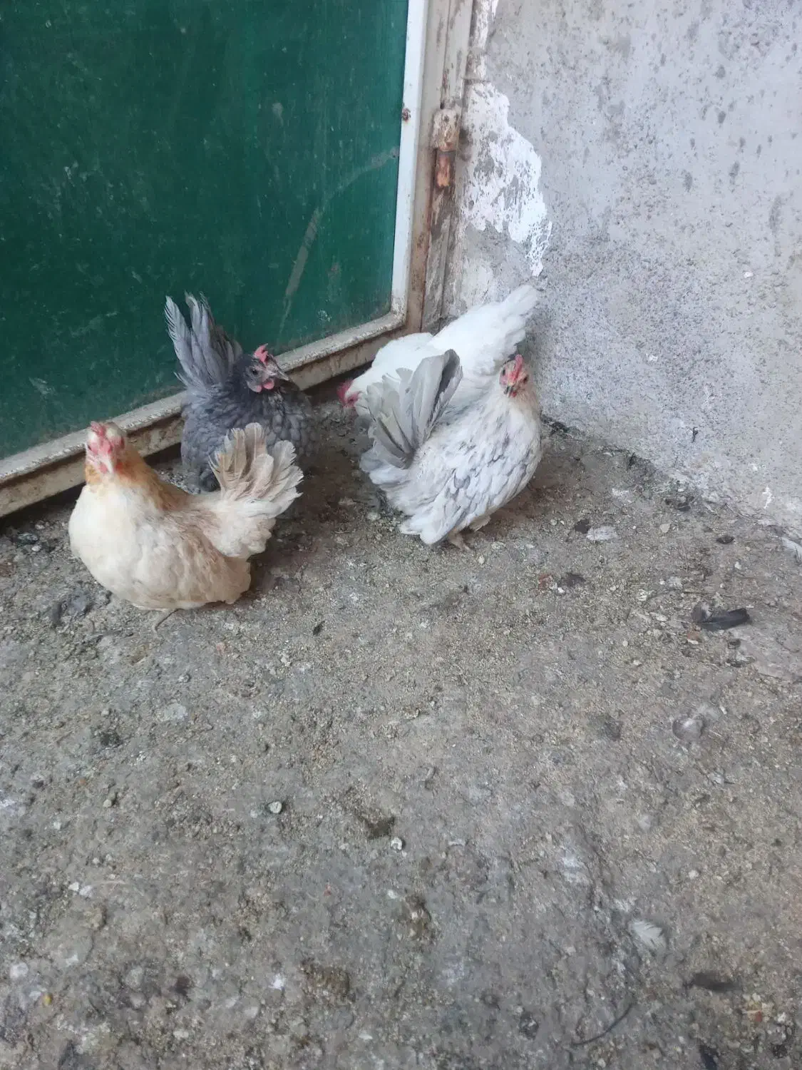 مرغ و خروس و جوجه جاپنیز ریز جثه|حیوانات مزرعه|اردبیل, |دیوار