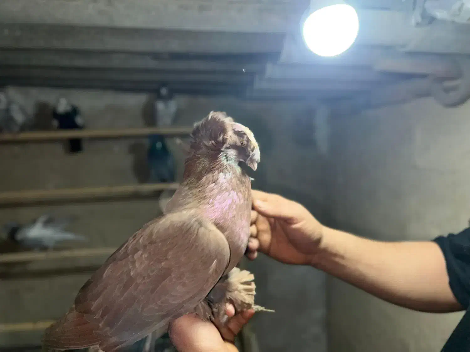 کبوتر بخارا|پرنده|رباط‌کریم, نصیرشهر|دیوار