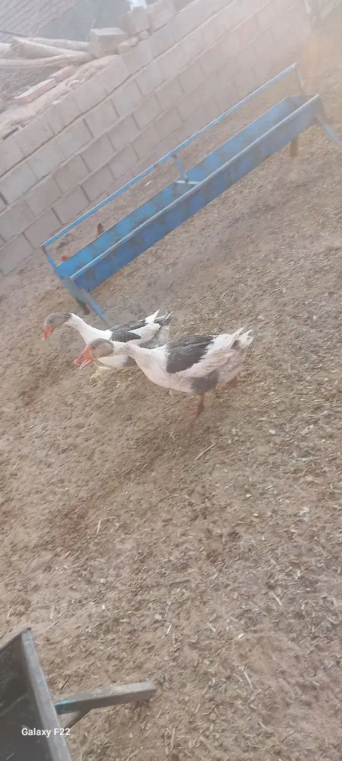 غاز|حیوانات مزرعه|گناباد, |دیوار