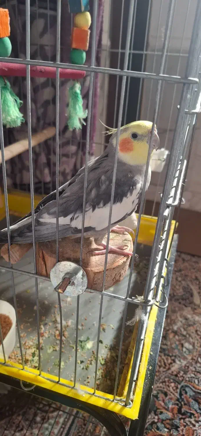 عروس هلندی ماده|پرنده|ایرانشهر, |دیوار