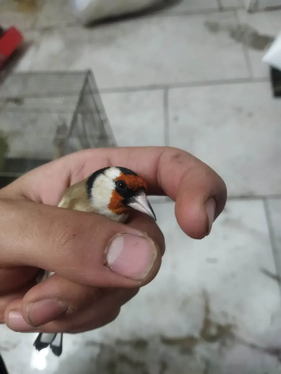 سهره جوجه سال|پرنده|ساوه, |دیوار