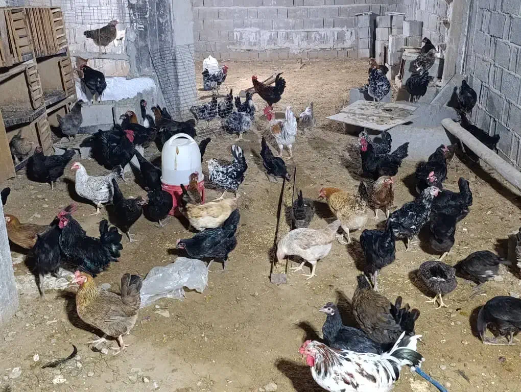 مرغ و خروس|حیوانات مزرعه|آبپخش, |دیوار