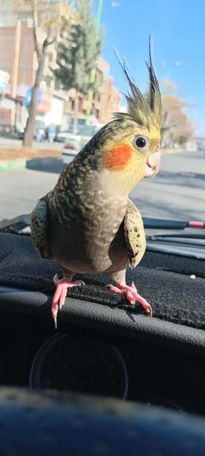 یک عدد عروس هلندی ماده همراه با قفس ولوازمش|پرنده|شاهین دژ, |دیوار