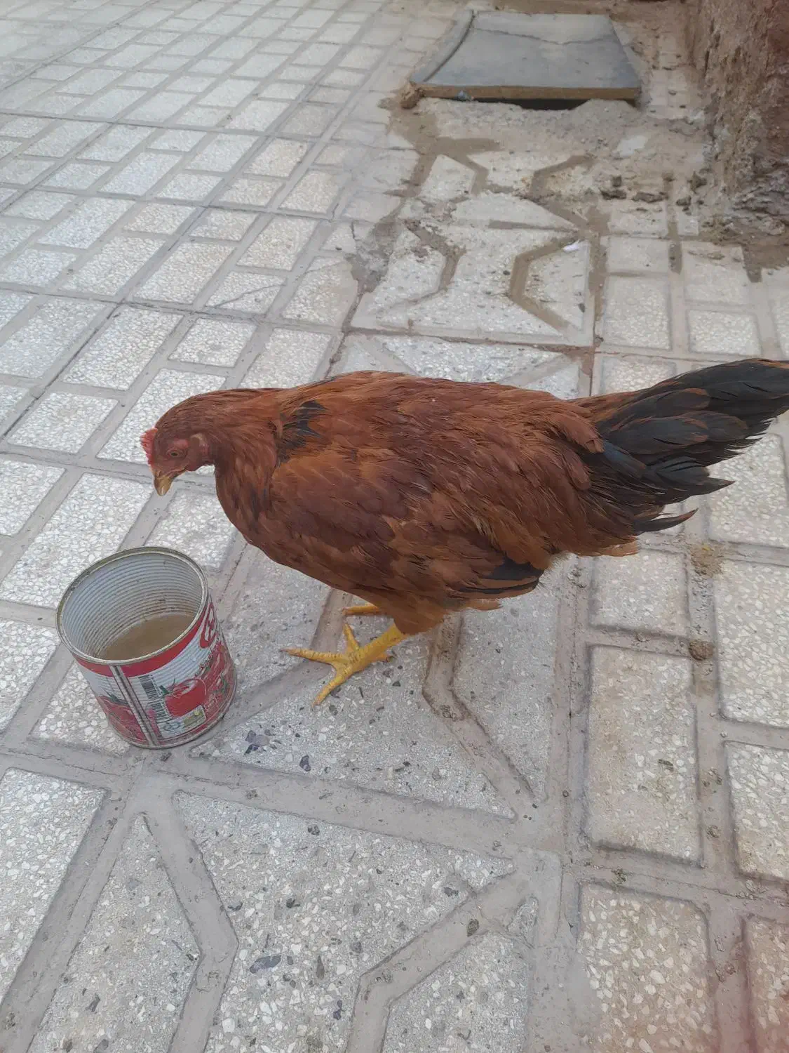 خروس4ماهه|حیوانات مزرعه|سبزوار, شهرک ابوذر|دیوار