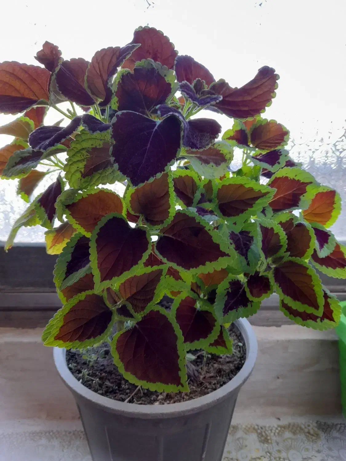 گل طبیعی|گل و گیاه طبیعی|هرسین, |دیوار