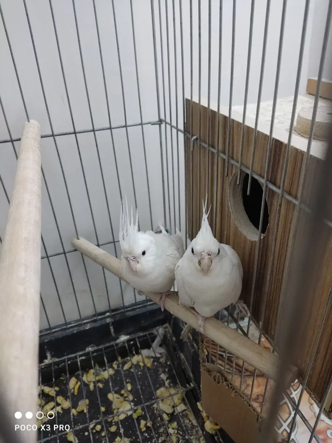 عروس البینو|پرنده|بوکان, |دیوار