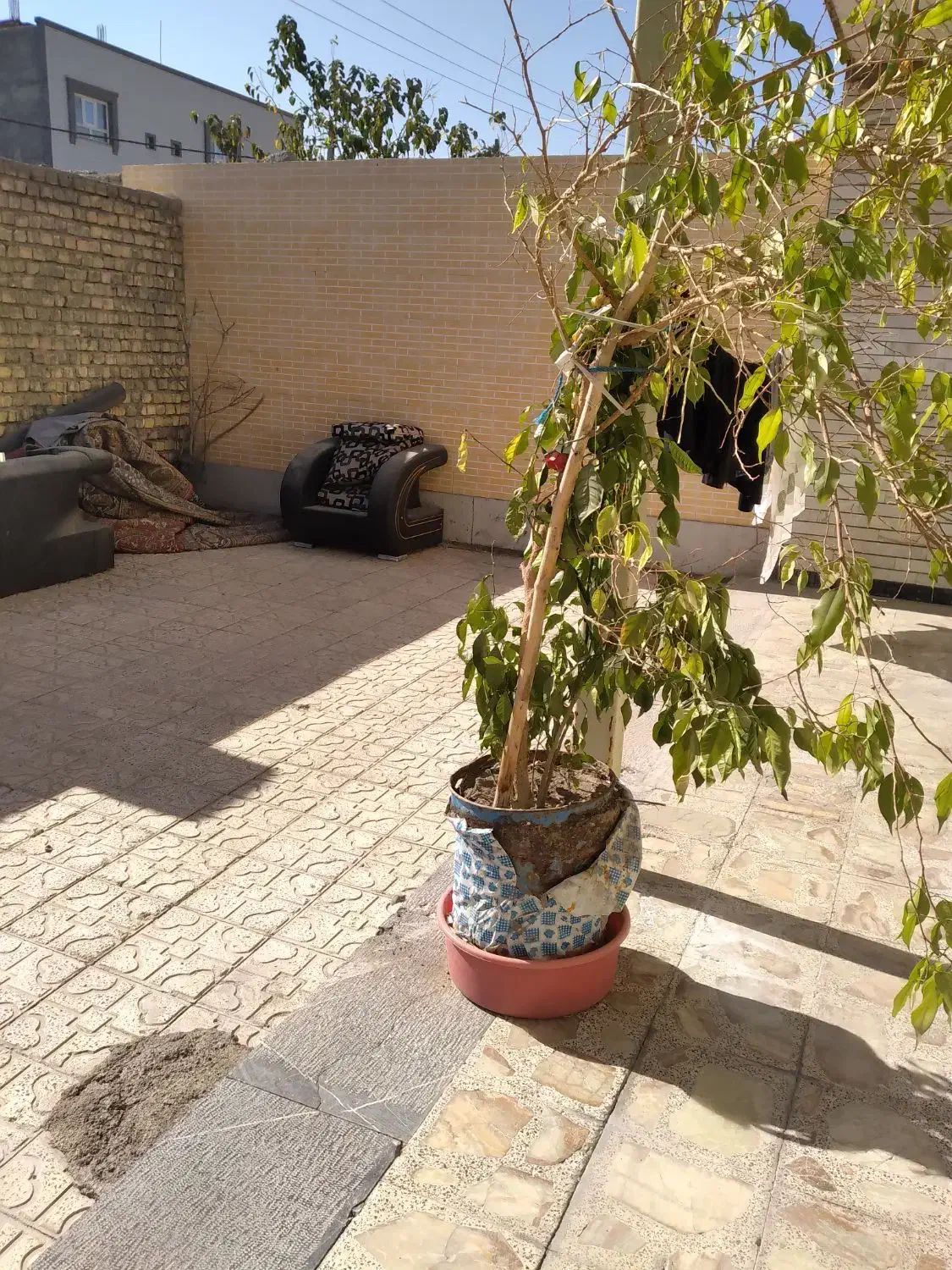 گل بزرگ|گل و گیاه طبیعی|فولادشهر, فولادشهر|دیوار