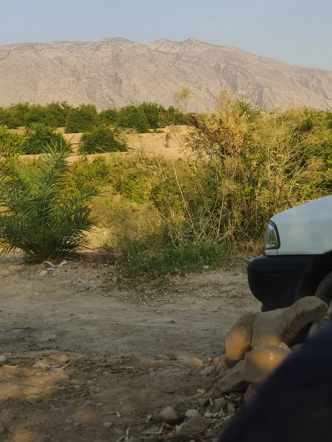 فروش باغ لیموترش|فروش زمین و ملک کلنگی|سیمکان, |دیوار