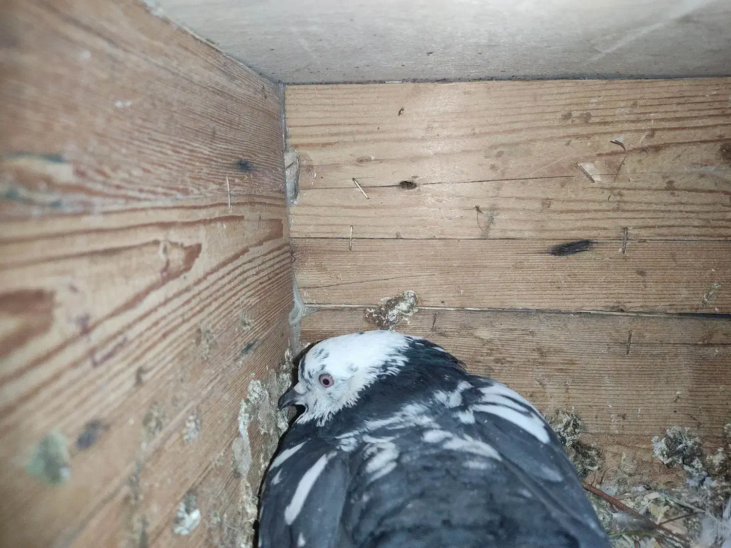 کبوتر|پرنده|اسلامآباد غرب, |دیوار