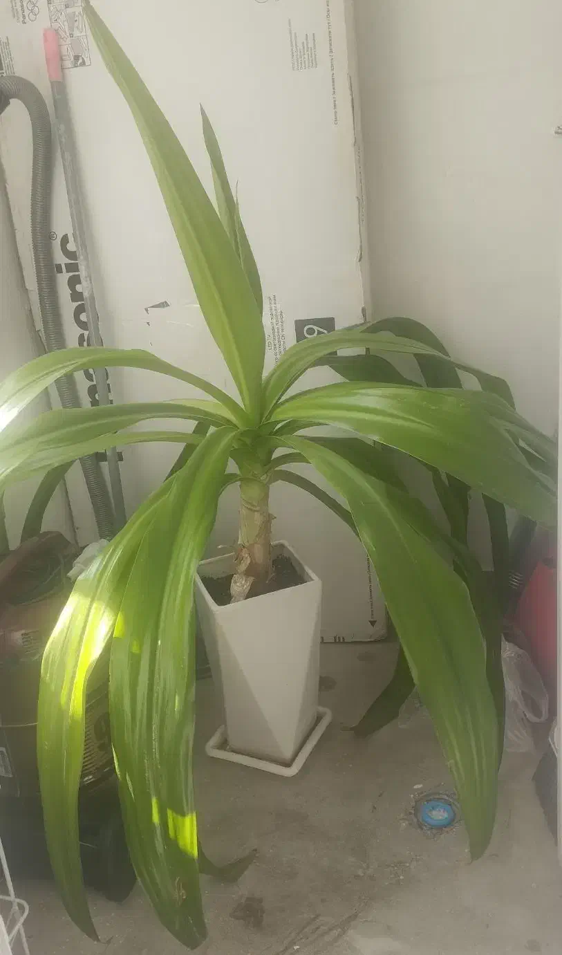 فروش گل|گل و گیاه طبیعی|شیراز, ریاستی|دیوار