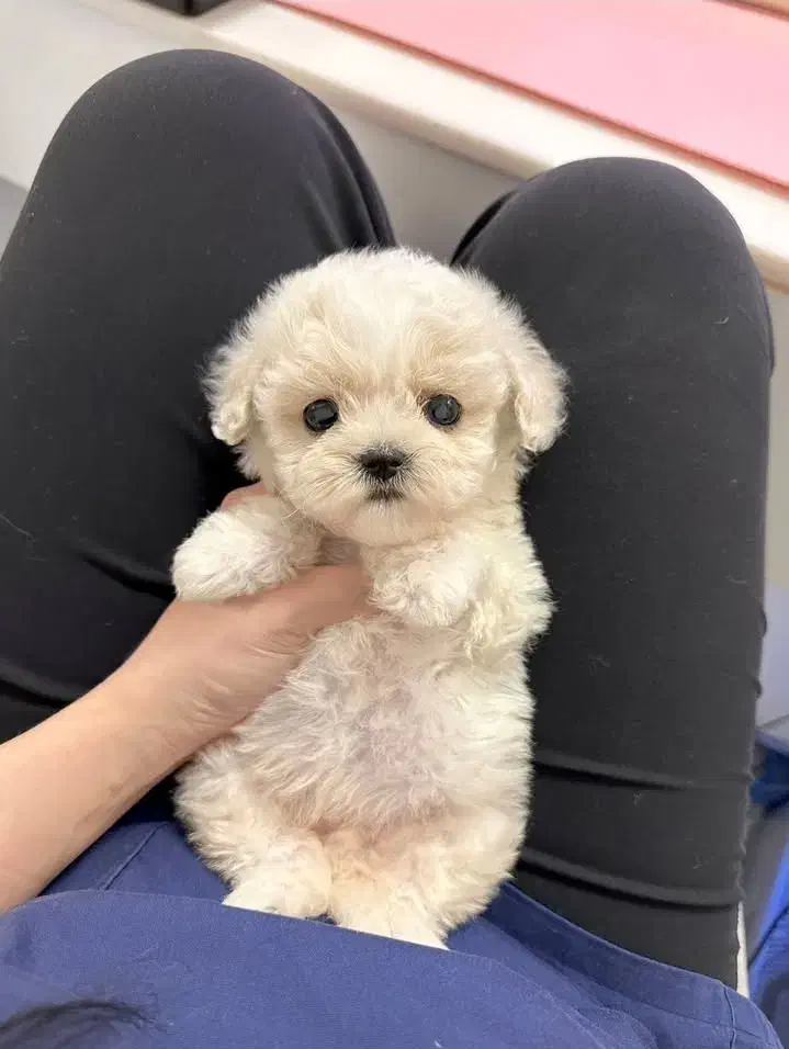 توله سگ اپارتمانی گوگولی جیبی|سگ|تهران, جنت‌آباد جنوبی|دیوار