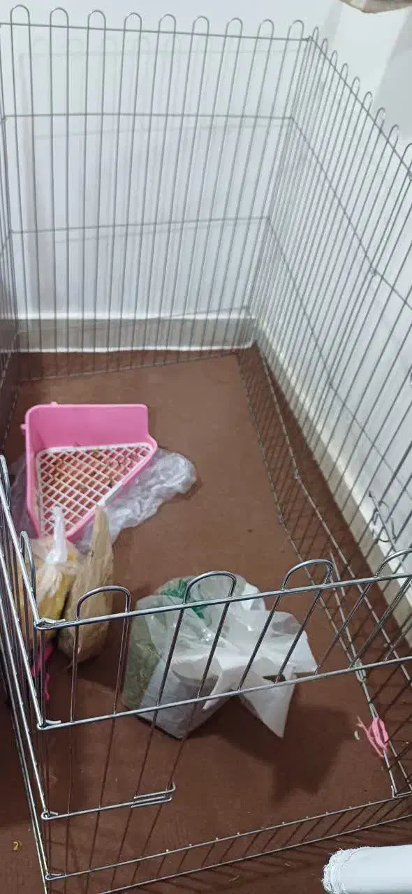 فروش خرگوش|موش و خرگوش|رامهرمز, |دیوار