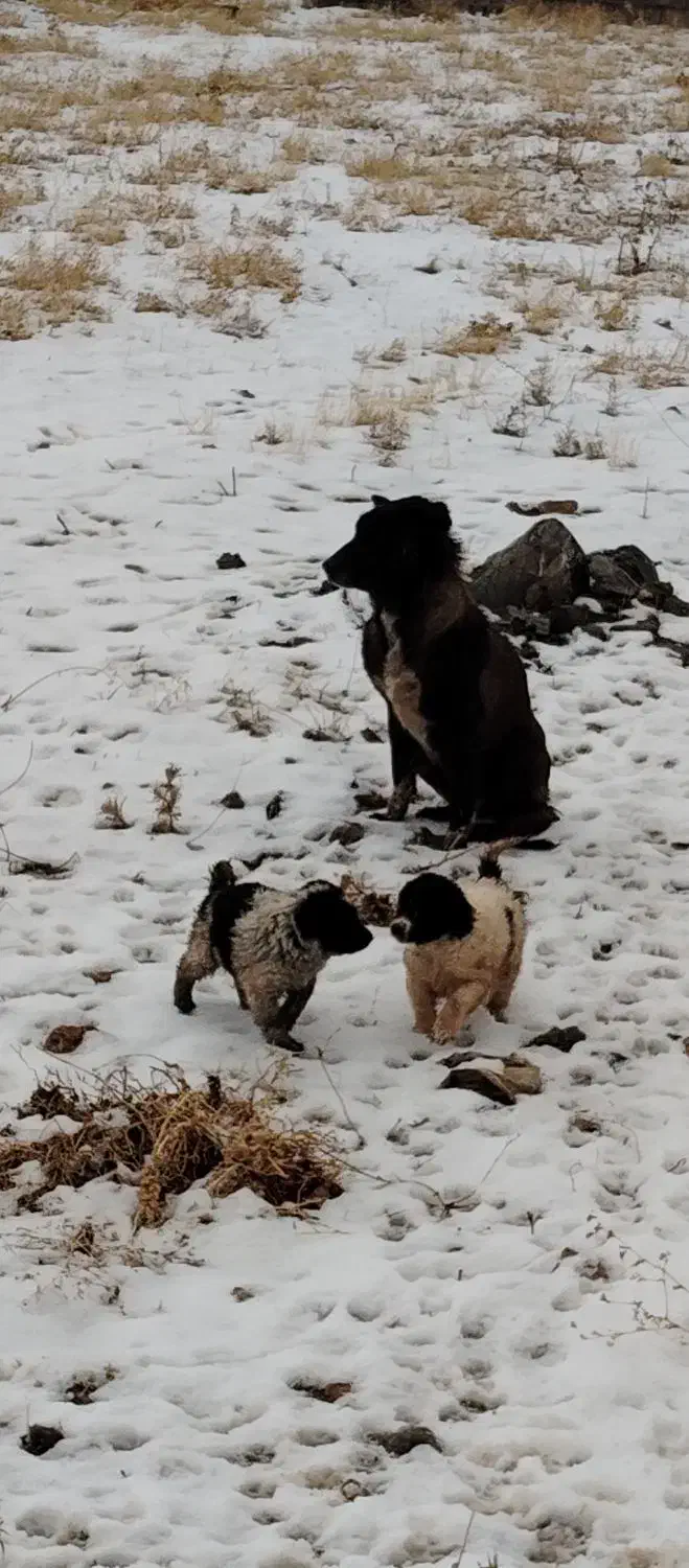 سگ ماده|سگ|شیراز, گویم|دیوار