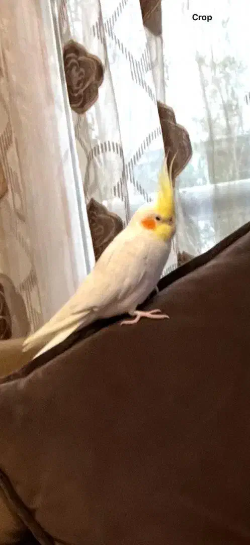 عروس هلندی سخنگو|پرنده|کیش, |دیوار