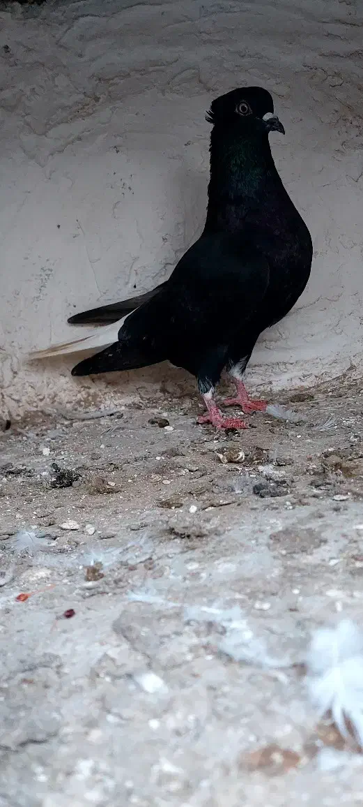 کبوتر رنگی|پرنده|گنبد کاووس, |دیوار