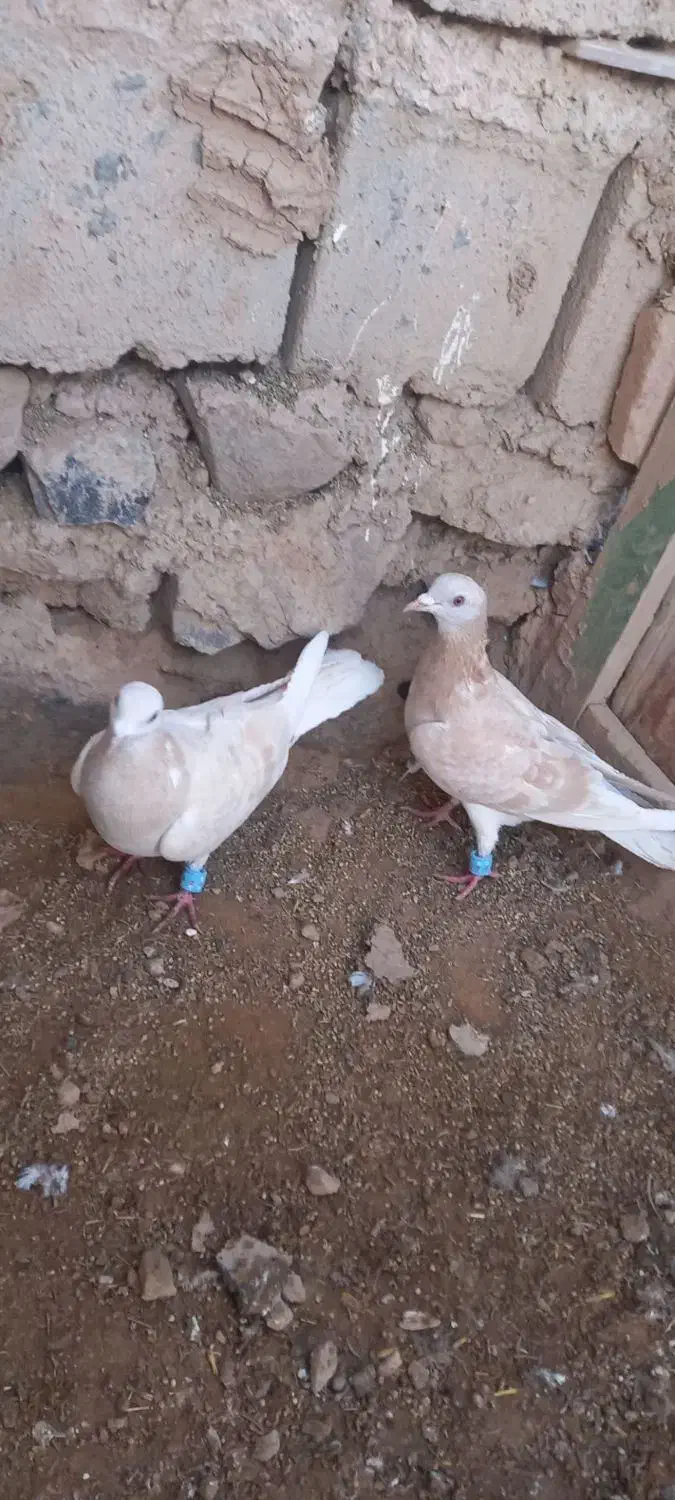 کبوتر|پرنده|درمیان, |دیوار