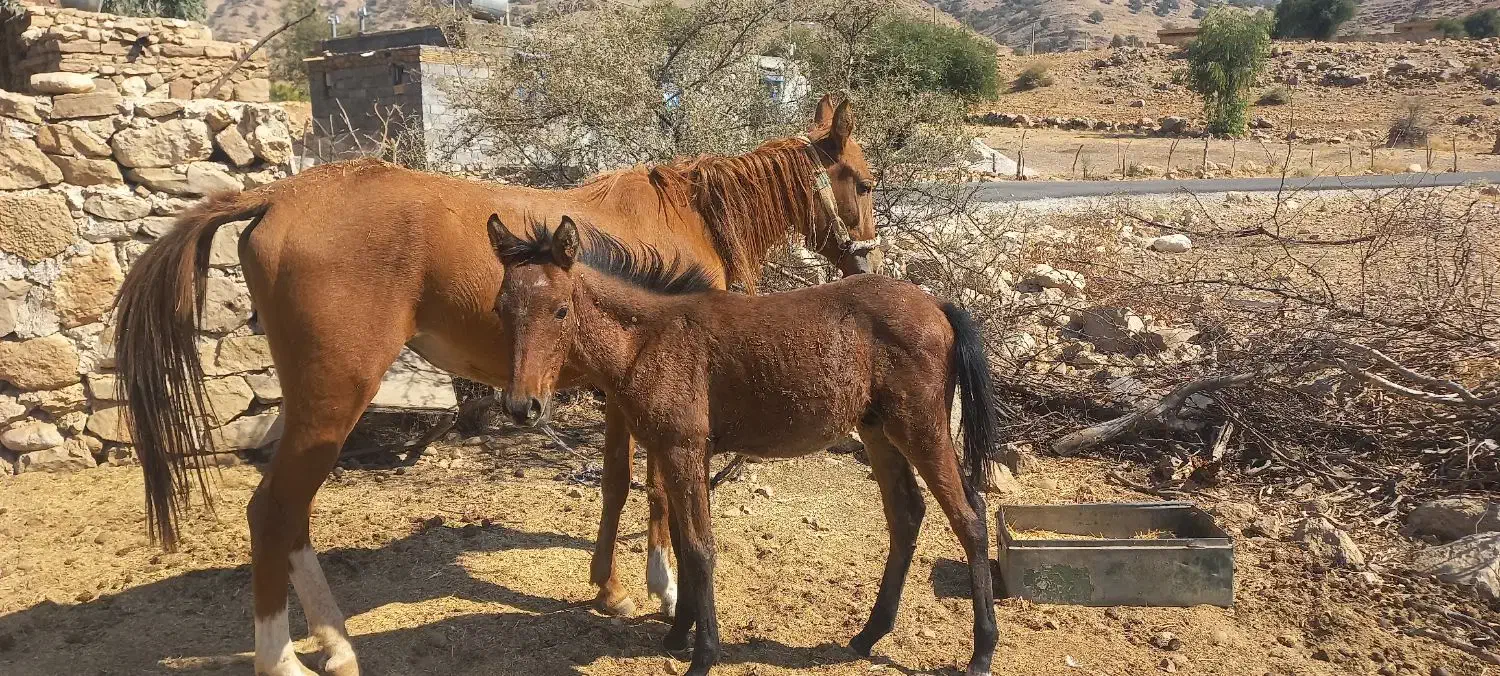 مادیان با کره|اسب و تجهیزات اسبسواری|دهدشت, |دیوار