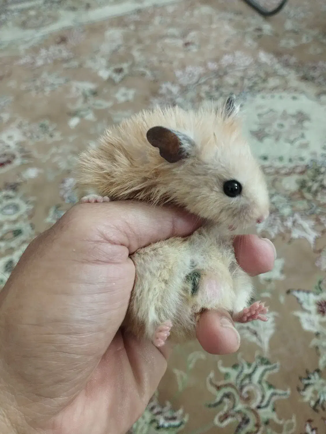 همستر|موش و خرگوش|تهران, دهقان|دیوار