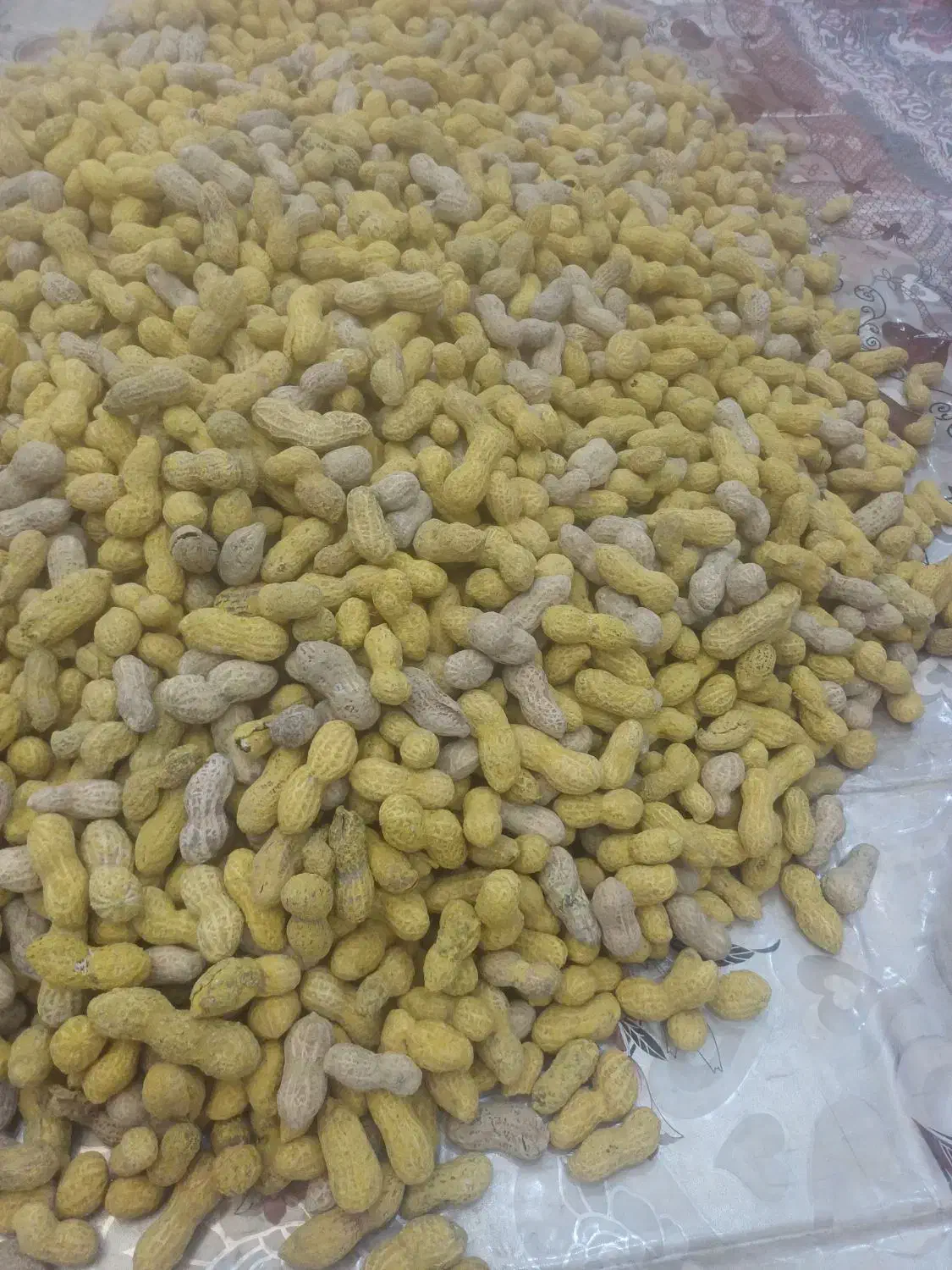 بادام زمینی غلاف دار|عمده‌فروشی|شبستر, |دیوار