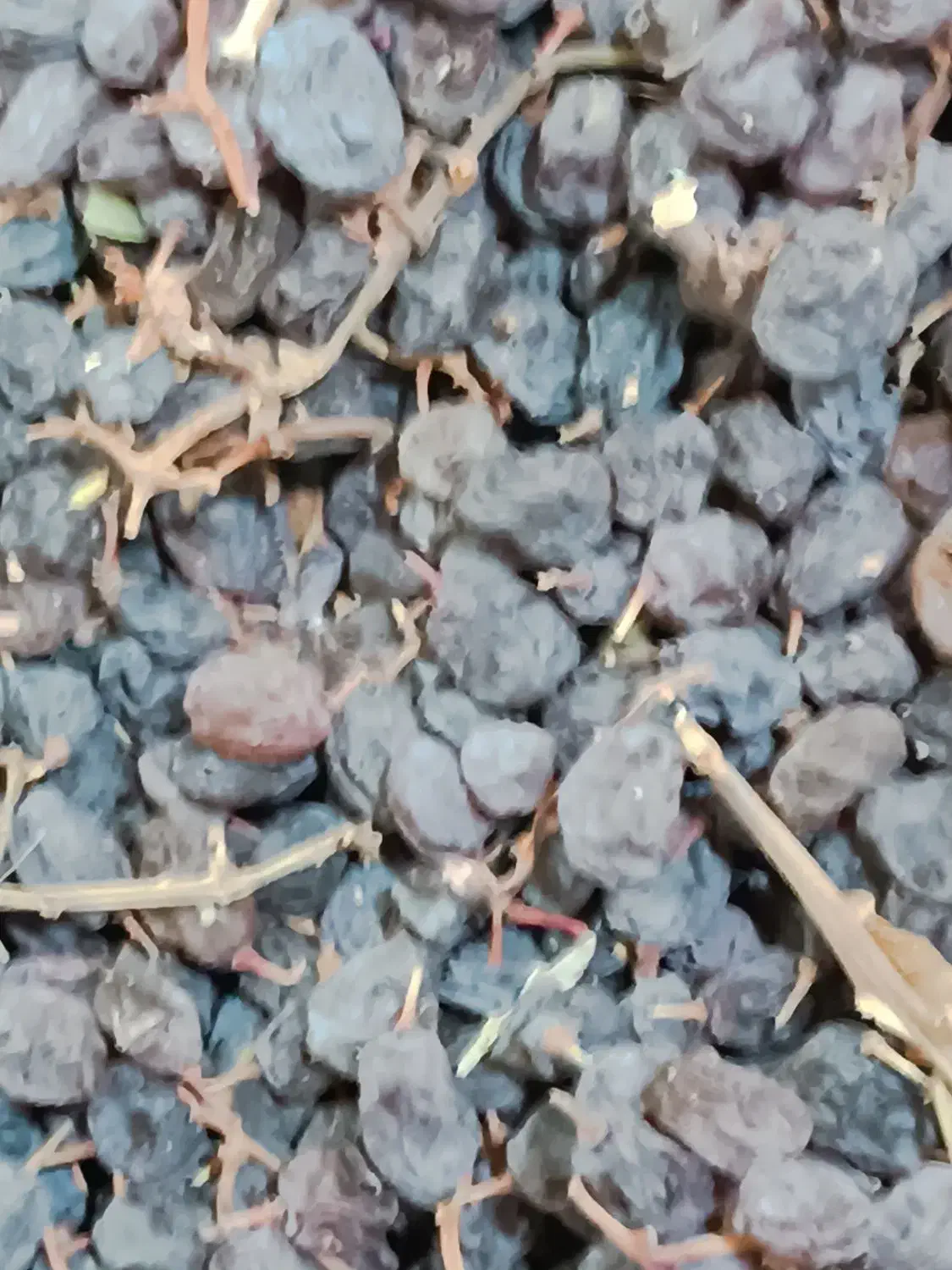 کشمش افتابی|خوردنی و آشامیدنی|بناب, |دیوار