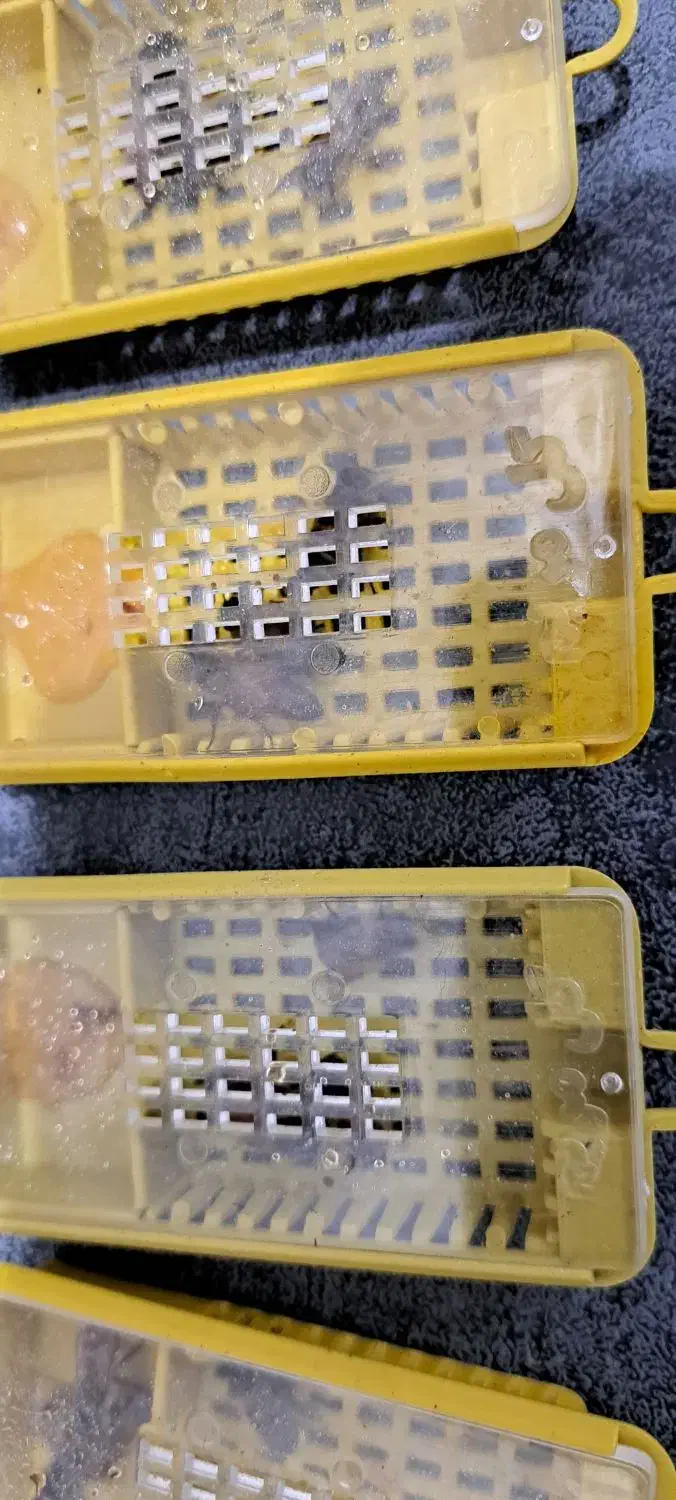 ملکه زنبور عسل|حیوانات مزرعه|مشهد, اقبال|دیوار