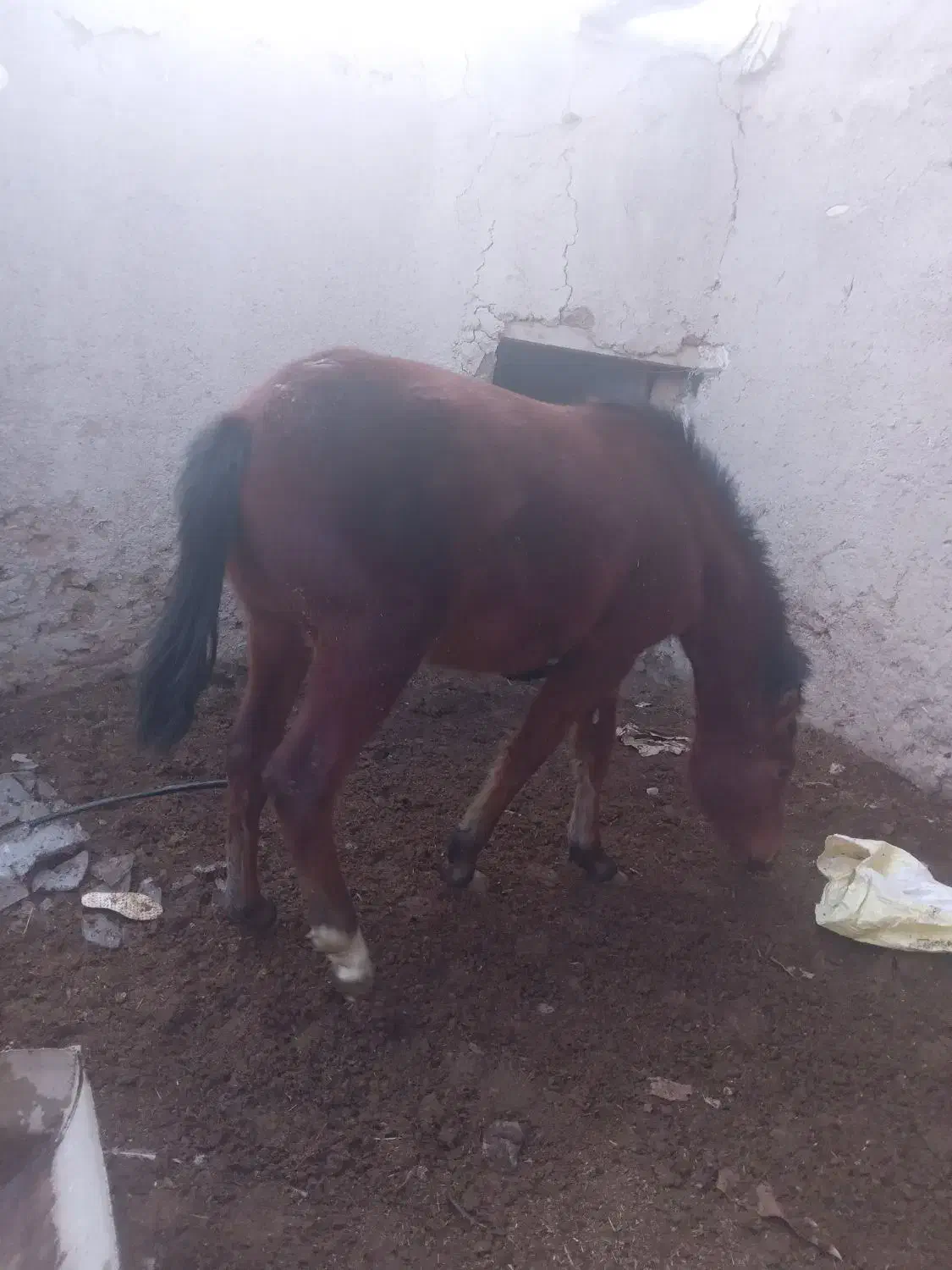 اسب|اسب و تجهیزات اسب‌سواری|کمیجان, |دیوار