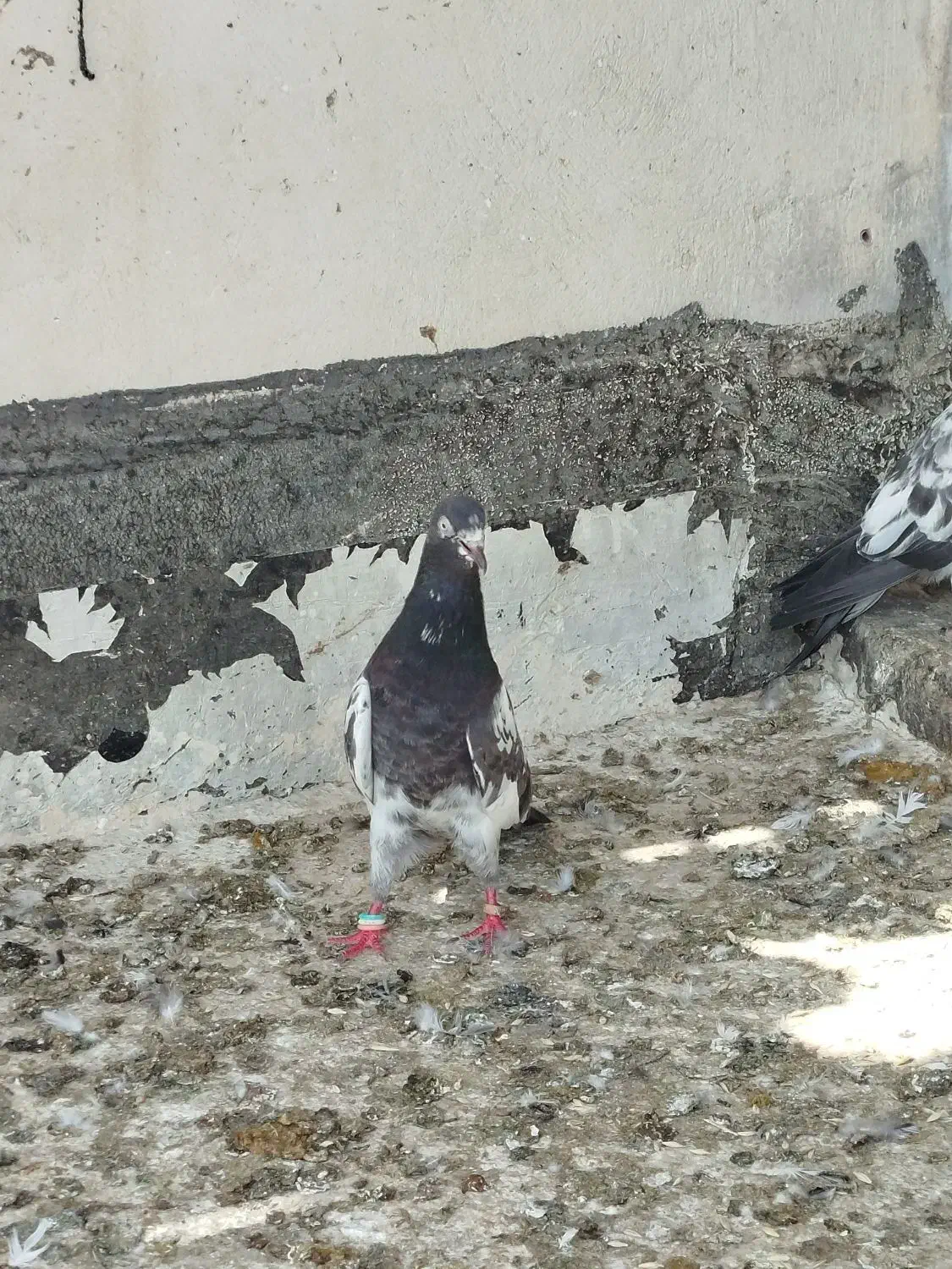 یه چند عدد کبوتر اصل پاکستانی|پرنده|بندر گناوه, |دیوار