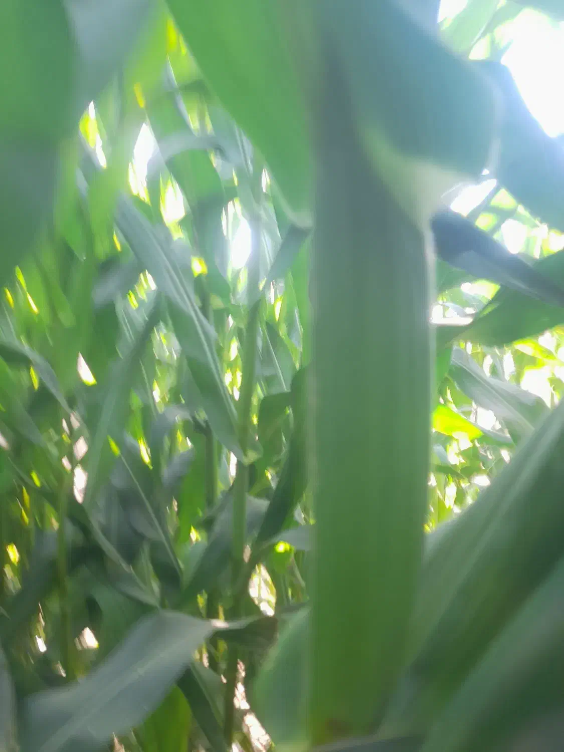 ذرت علوفه ای سر زمین|عمدهفروشی|کاشمر, |دیوار