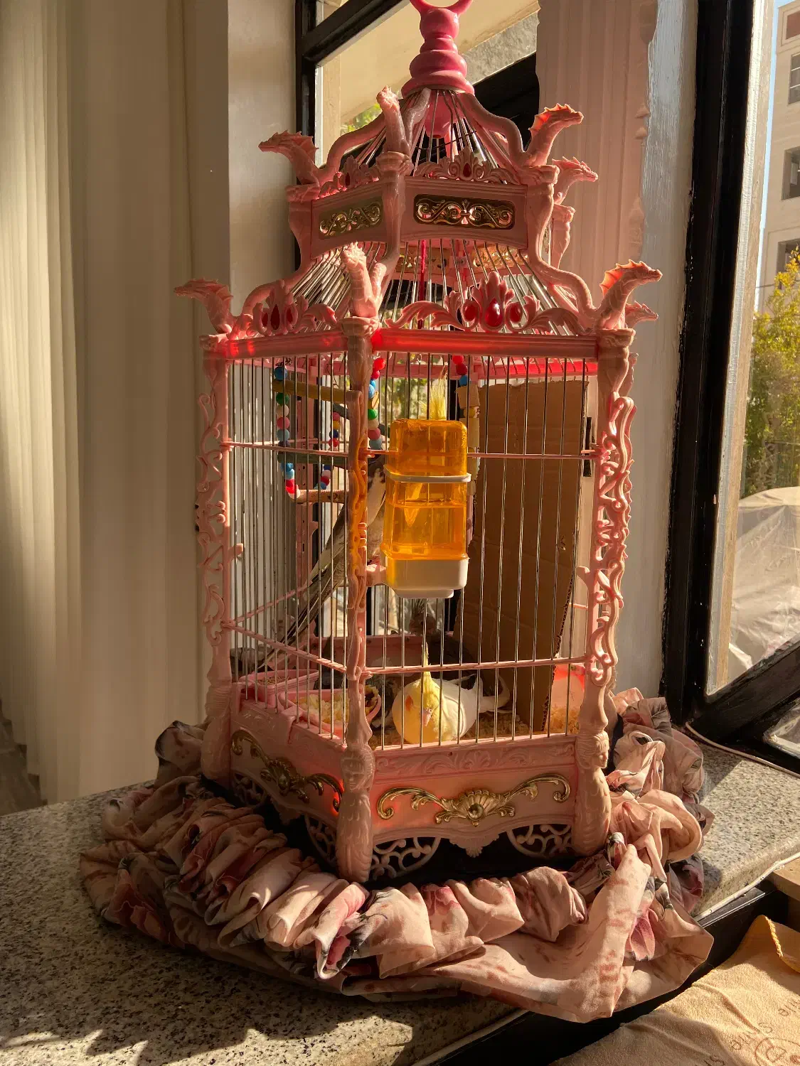 خانواده ۵نفره عروس هلندی|پرنده|تاکستان, |دیوار