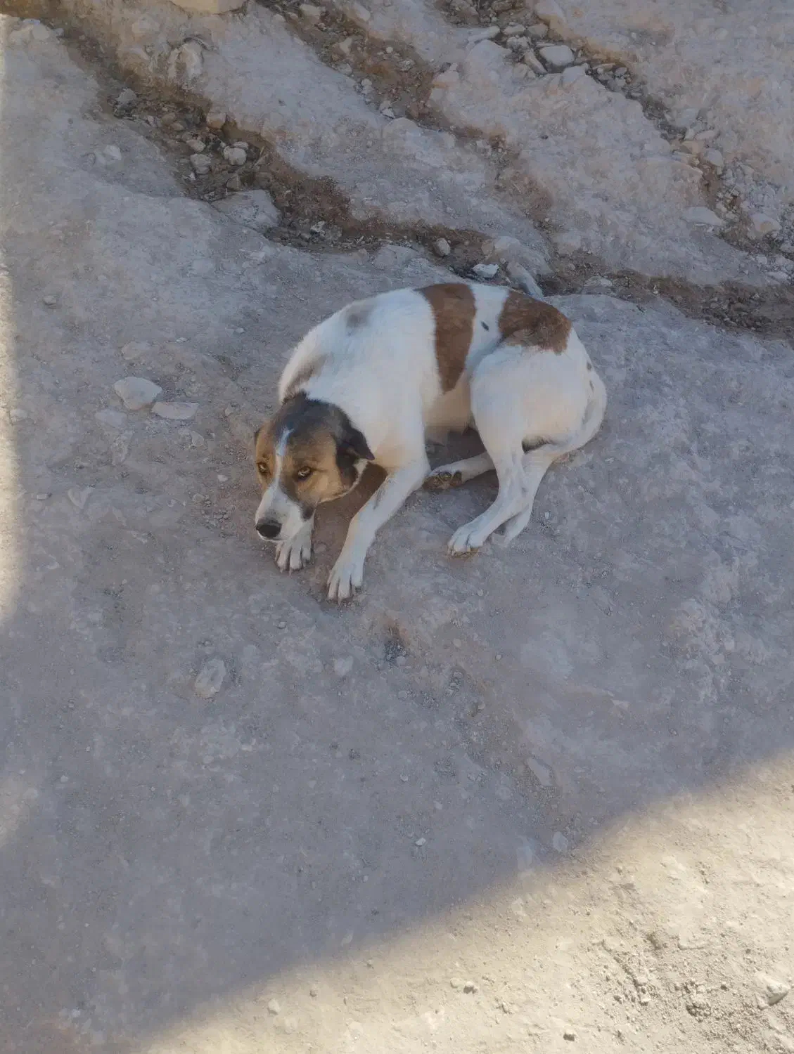 حیوان|سگ|کوهدشت, |دیوار