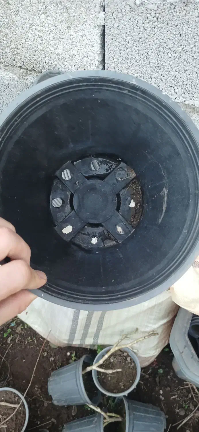 گلدان پلاستیکی|گل و گیاه طبیعی|بندر انزلی, گمرک|دیوار