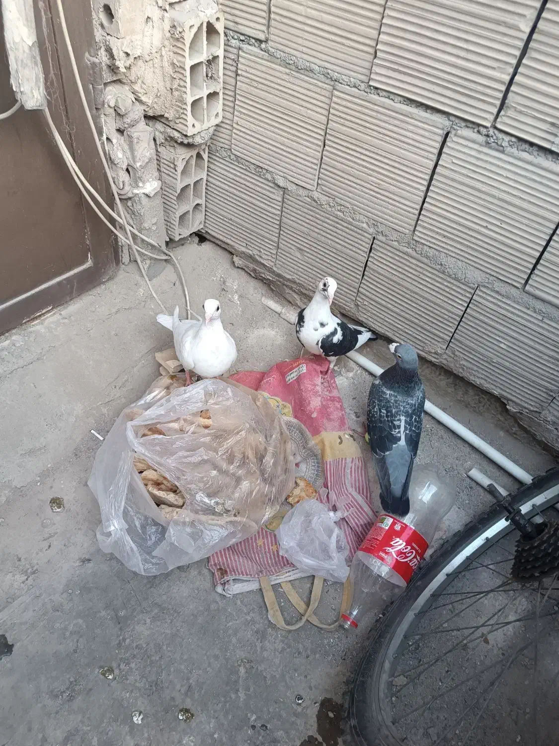 کفتر صید|پرنده|مشهد, نوید|دیوار