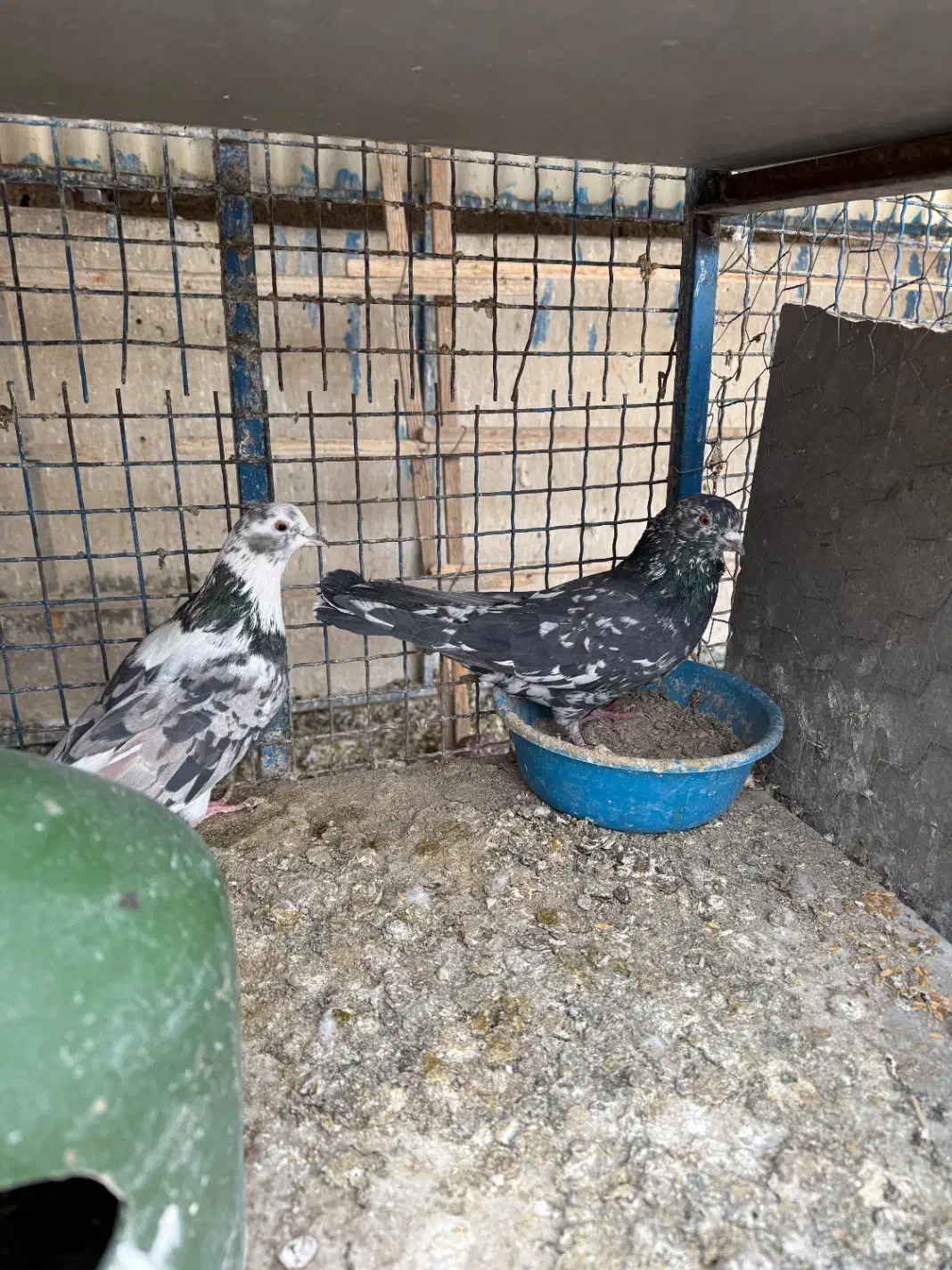 چند جفت کفتر عتیقه|پرنده|تهران, هلال احمر|دیوار