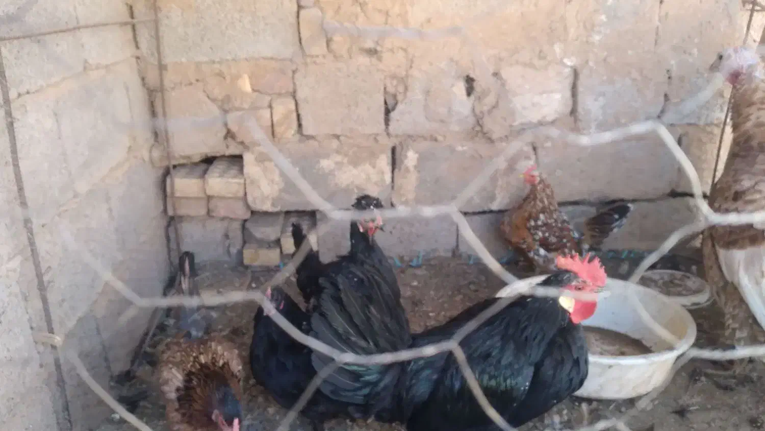 مرغ گلین و جوجه و بوقلمون|حیوانات مزرعه|رفسنجان, |دیوار