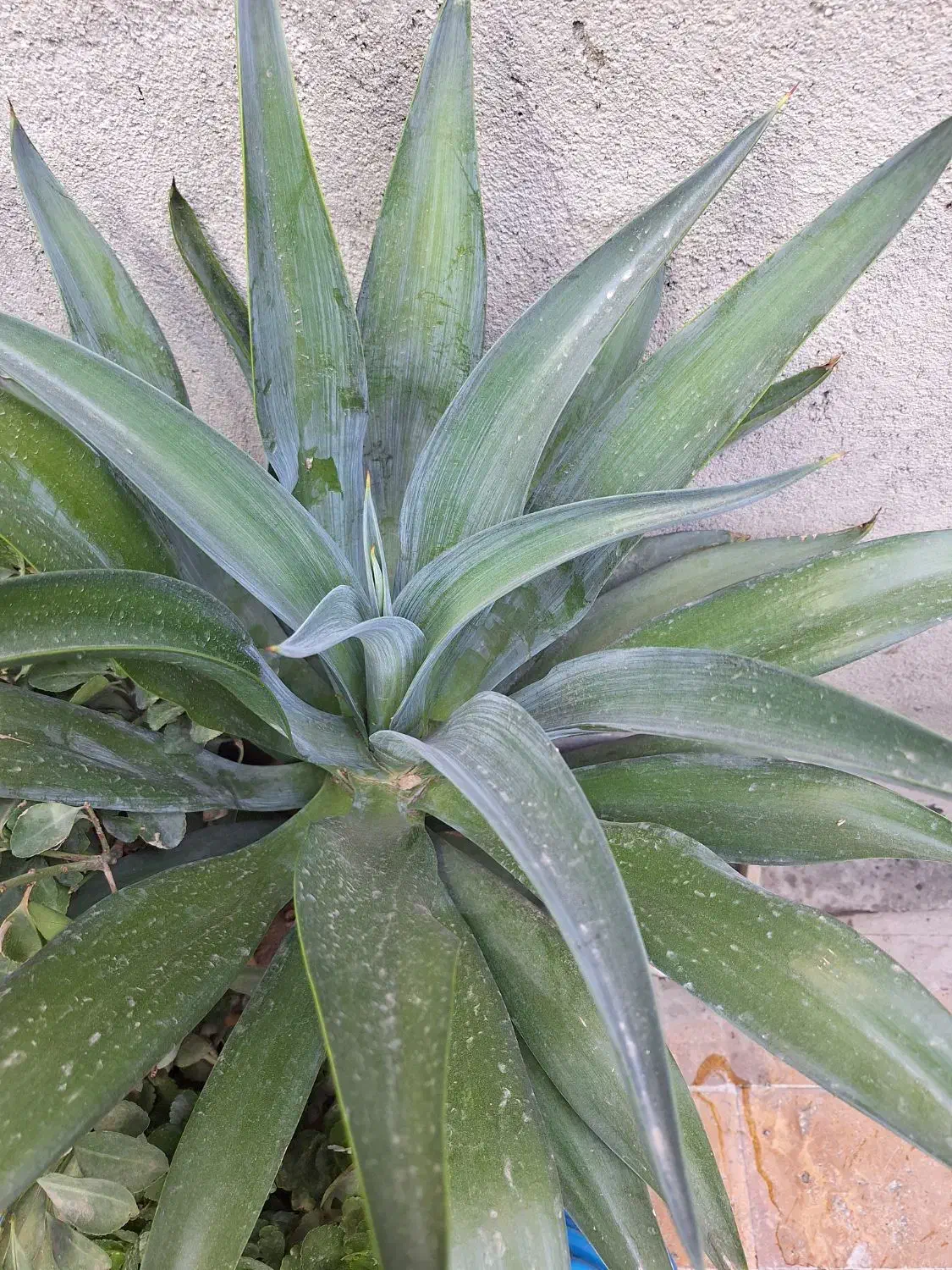 فروش گل آناناسی با گلدان|گل و گیاه طبیعی|بناب, |دیوار