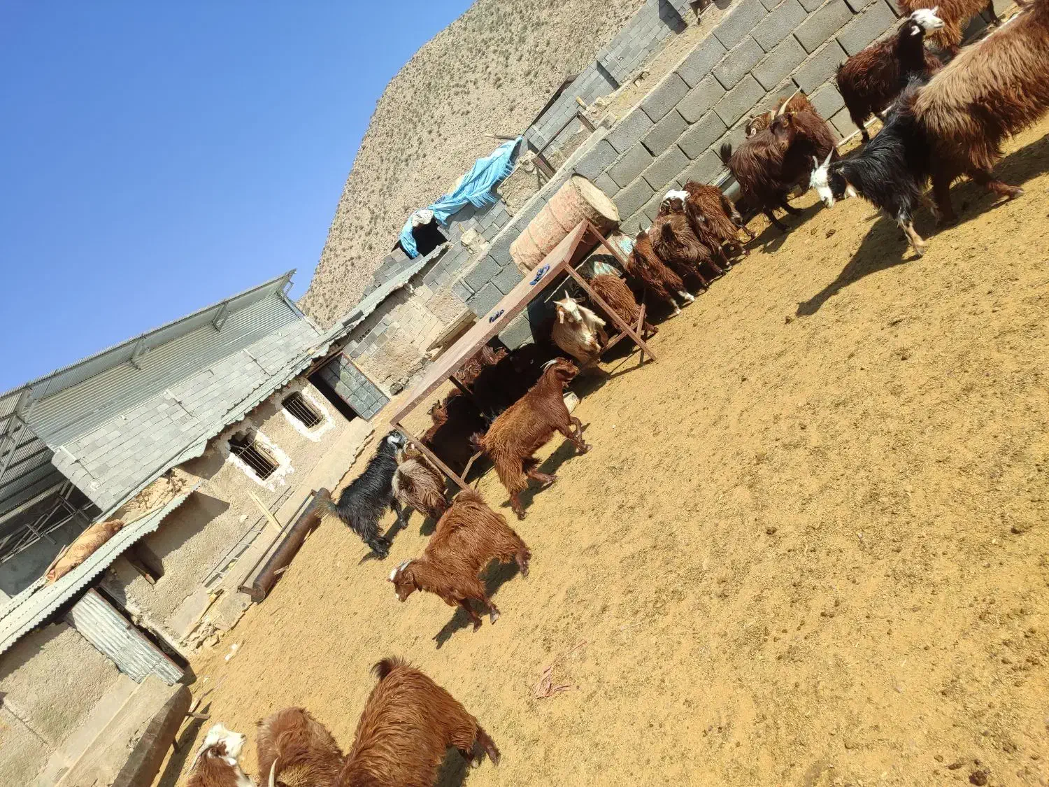 فروش شصد راس کهره ماده درجه یک قوری|حیوانات مزرعه|پاسارگاد, |دیوار