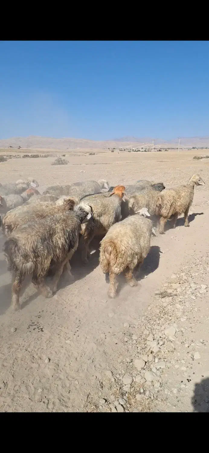 میش بختیاری|حیوانات مزرعه|ایذه, |دیوار