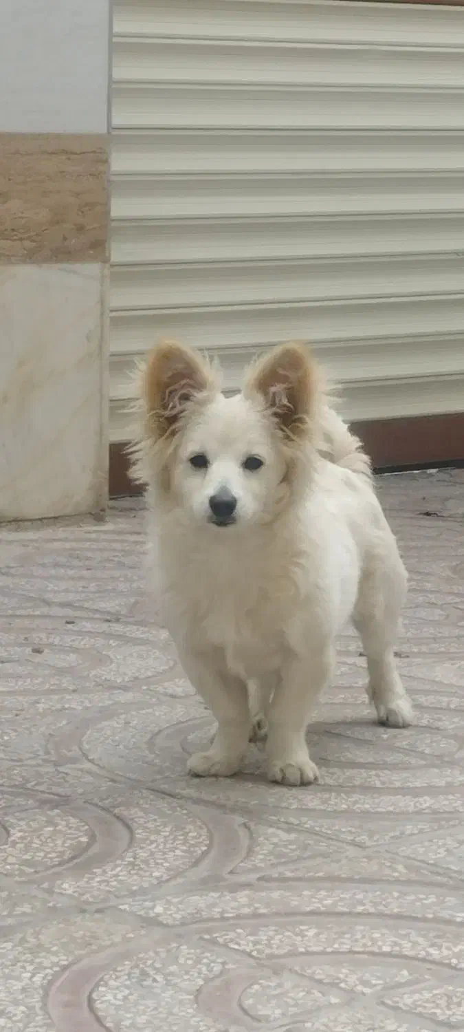 وگذاری|سگ|الیگودرز, |دیوار