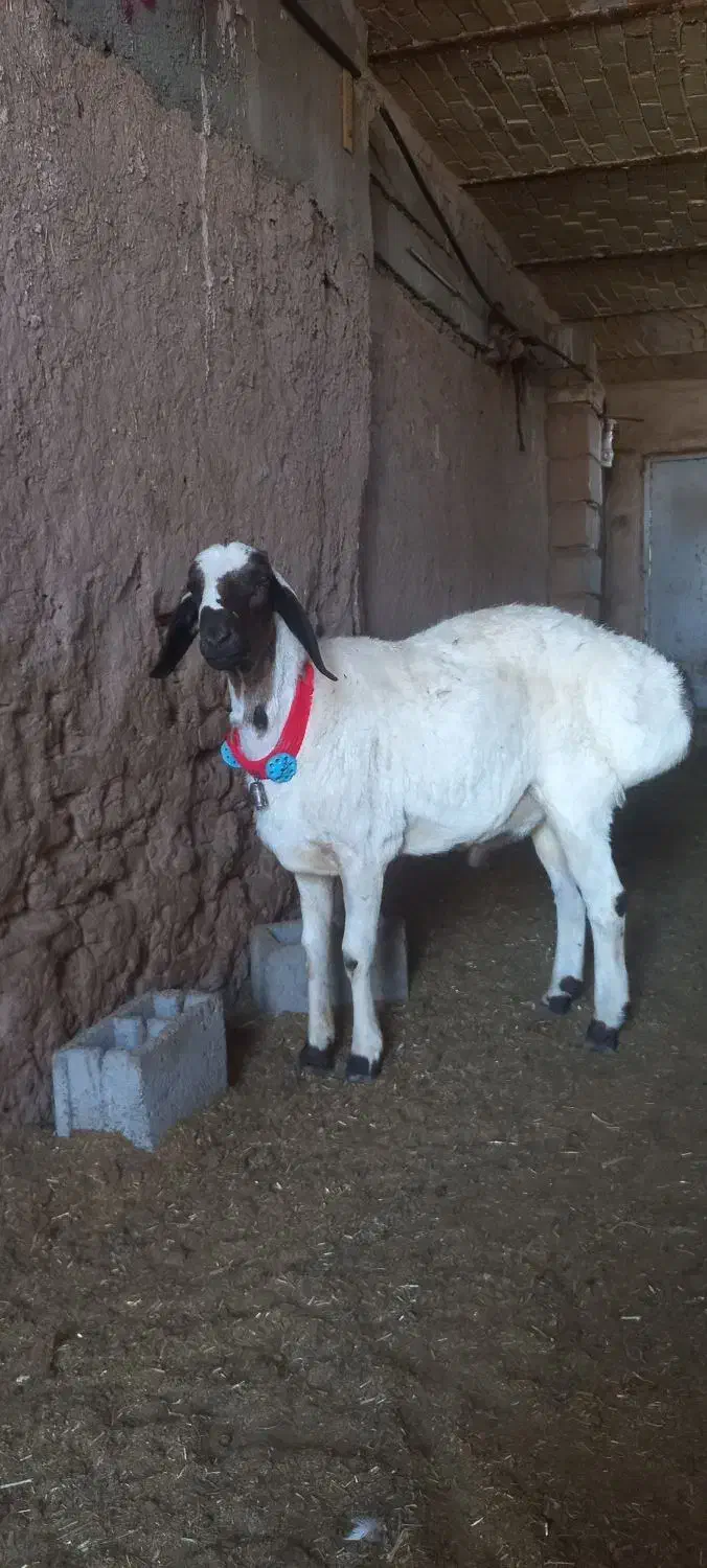 بره نر تخمی و چبوش|حیوانات مزرعه|آیسک, |دیوار