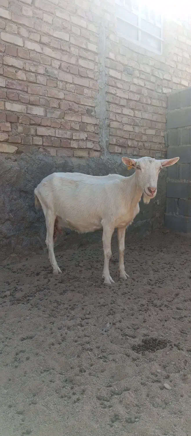 ماده سانن اصیل|حیوانات مزرعه|زاهدان, |دیوار