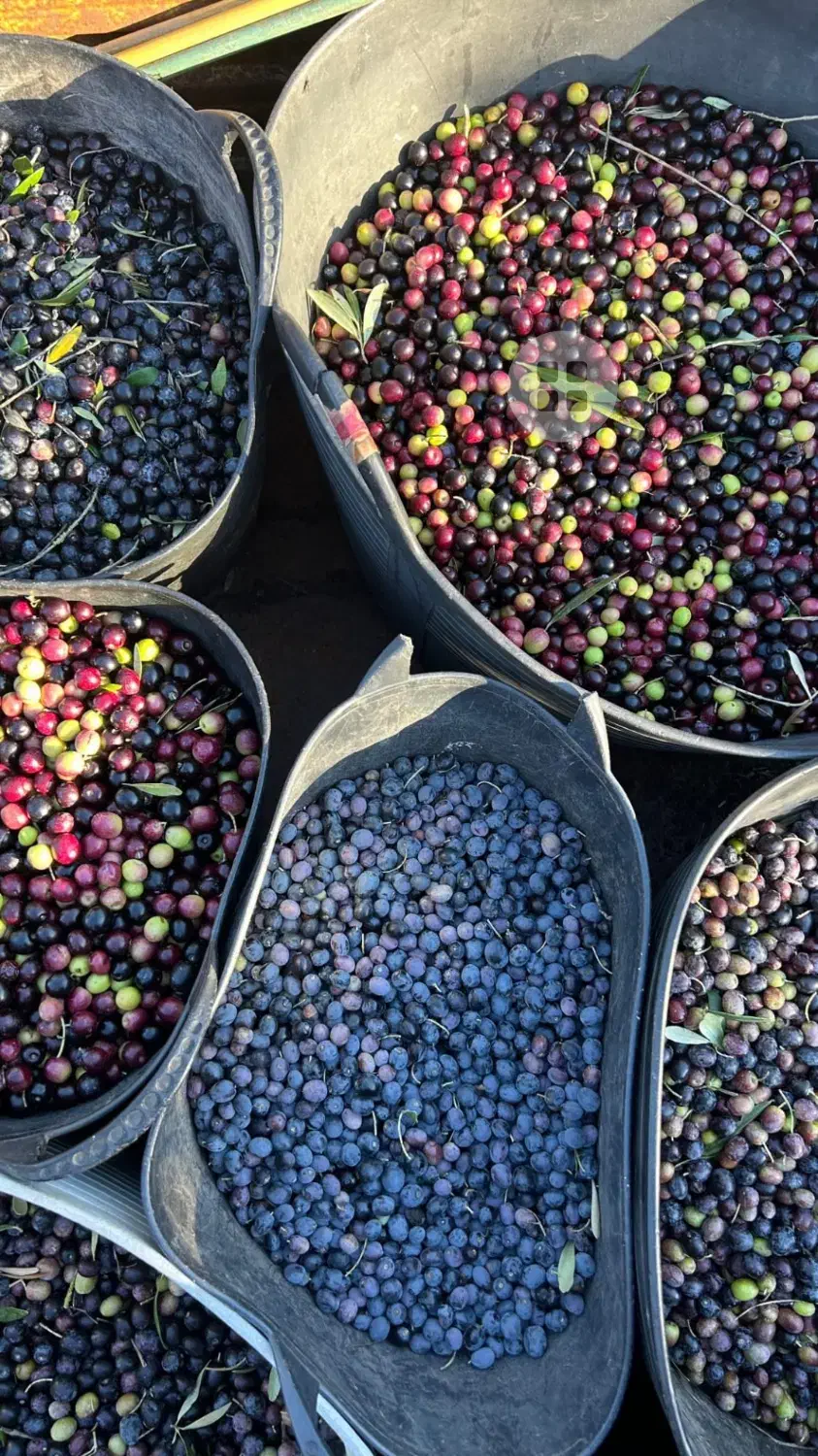 نیاز به کارگر برداشت زیتون (نهال)(منجیل)|استخدام صنعتی، فنی، مهندسی|زابل, |دیوار