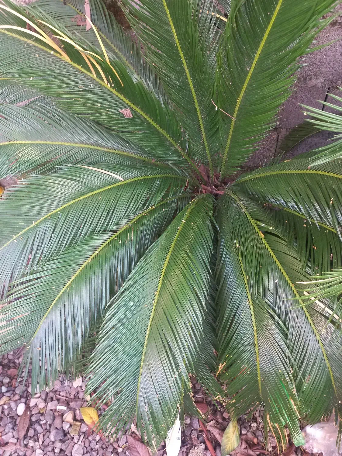 دو عدد گل سیکاس|گل و گیاه طبیعی|رشت, لاکان|دیوار