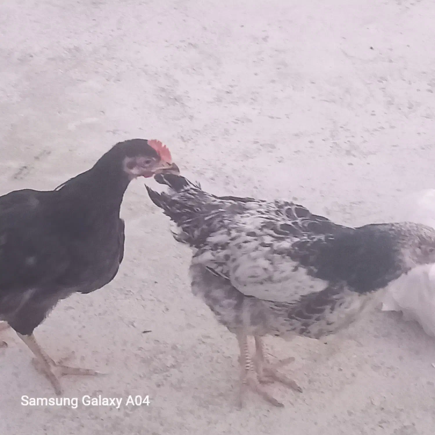 جوجه محلی بزرگ|حیوانات مزرعه|گرگان, |دیوار