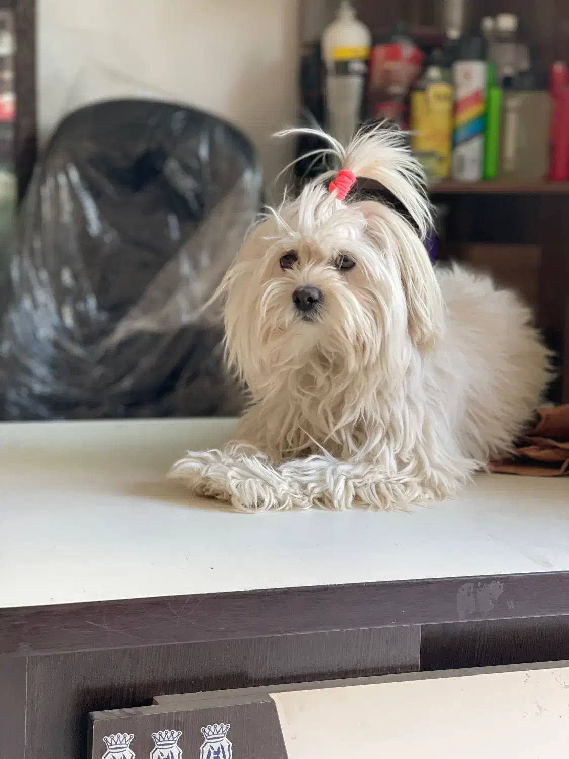 شیتزو تربیت شده|سگ|مشهد, شهید فرامرز عباسی|دیوار